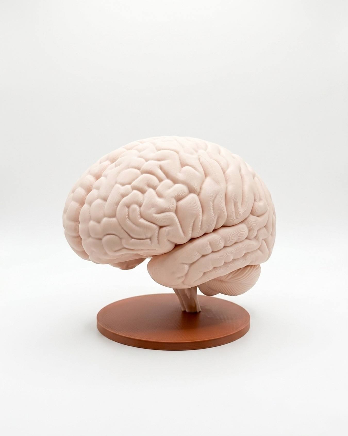 Modelo anatómico impreso en 3D: Cerebro