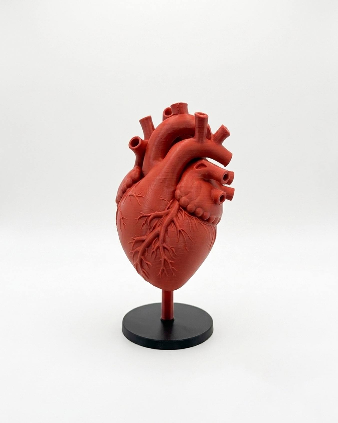 Modelo anatómico impreso en 3D: Corazón
